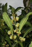 Laurus nobilis f. angustifolia RCP4-09 158.jpg
